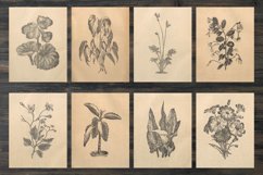 Vintage house flower and plant illustrations Product Image 2