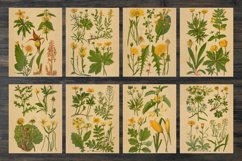 Vintage spring flowers and plants Product Image 2