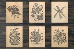 Vintage house flower and plant illustrations Product Image 3