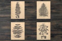 Vintage houseplants illustrations Product Image 2