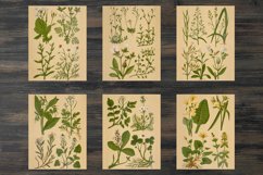 Vintage spring flowers and plants Product Image 2