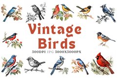 12 JPG Vintage bird illustration antique style BUNDLE Product Image 1