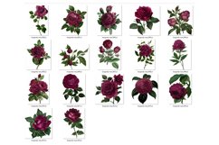 Vintage Burgundy Roses Clipart Product Image 2
