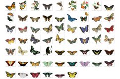 Vintage Butterflies Clipart Product Image 3