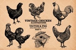 Vintage Chicken Illustrations Pack in Vector SVG &amp; PNG Product Image 1