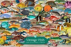 Vintage Fish Illustration Clipart PNGs Product Image 1