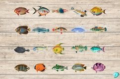 Vintage Fish Illustration Clipart PNGs Product Image 2