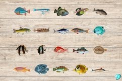 Vintage Fish Illustration Clipart PNGs Product Image 3