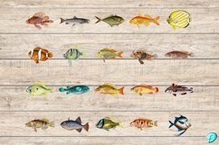 Vintage Fish Illustration Clipart PNGs Product Image 4