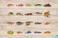 Vintage Fish Illustration Clipart PNGs Product Image 5