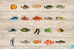 Vintage Fish Illustration Clipart PNGs Product Image 6