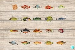 Vintage Fish Illustration Clipart PNGs Product Image 7