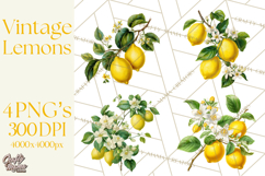 Vintage Lemon Botanical PNG Clipart, Citrus Fruit Product Image 1