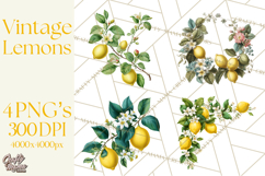 Vintage Lemon Botanical PNG Clipart, Citrus Fruit Product Image 1