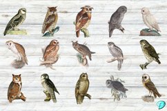 Vintage Owl Clipart Transparent PNGs Product Image 2