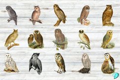 Vintage Owl Clipart Transparent PNGs Product Image 3