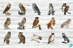 Vintage Owl Clipart Transparent PNGs Product Image 4