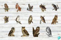 Vintage Owl Clipart Transparent PNGs Product Image 5