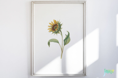 Vintage Pressed Flowers Clipart Product Image 5