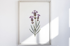 Vintage Pressed Flowers Clipart Product Image 5