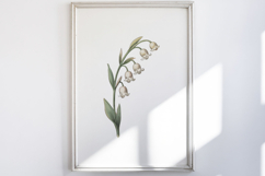 Vintage Pressed Flowers Clipart Product Image 5