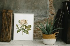 Vintage roses clipart png Product Image 5