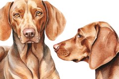Vizsla Hungarian pointer Product Image 5