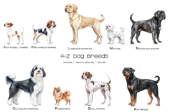 Watercolor alphabet dog breeds clipart ABC dogs set Product Image 3