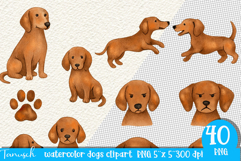 Watercolor dachshund Dogs clipart set Product Image 6