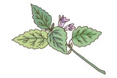 Green leaves branch with violet flower. Catnip botanical ill Product Image 1