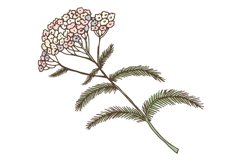 Yarrow plant. Medical herb blooming. Achillea flower Product Image 1