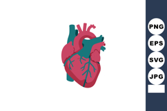 Human heart anatomy illustration with veins and arteries det Product Image 1