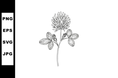 Red Clover Plant Botanical Drawing with Leaves and Flower Ve Product Image 1