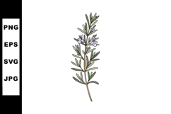 Rosemary Herb Plant with Light Purple Flowers Botanical Illu Product Image 1