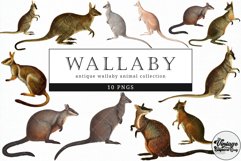 Wallaby Vintage Animal illustration Clip Art, Clipart Product Image 1