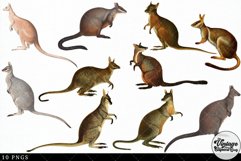 Wallaby Vintage Animal illustration Clip Art, Clipart Product Image 3