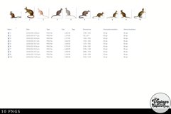 Wallaby Vintage Animal illustration Clip Art, Clipart Product Image 2