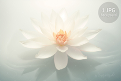 White Waterlily Flower Digital HD Wallpaper Background Product Image 1