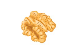 walnut kernel cartoon vector illustration Product Image 1