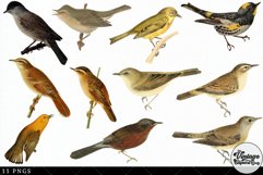 Warbler Vintage Animal illustration Clip Art, Clipart Product Image 3