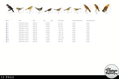 Warbler Vintage Animal illustration Clip Art, Clipart Product Image 2