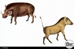 Warthog Vintage Animal illustration Clip Art, Clipart Product Image 3
