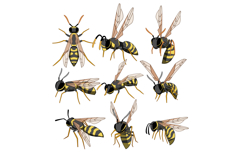 Wasps flying and standing on white background Product Image 1