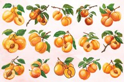 Watercolor Apricot Clipart Bundle Product Image 3