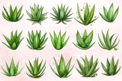 Watercolor Aloe Vera Sublimation Clipart Bundle Product Image 3