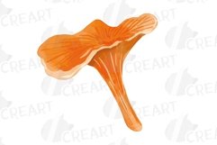 Watercolour mushroom and fall woodland clipart, decor design Product Image 6