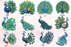 Watercolor Beautiful Cute Peacock Clipart Bundle Product Image 2