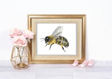 Watercolor bundle clipart. Insect clipart png. Bee clipart Product Image 22