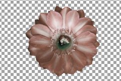 Watercolor blush &amp; rust floral cactus printable clip art Product Image 16