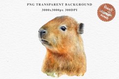 Watercolor Capybara Forest Animals Clipart PNG Illustration Image Watercolor  Transparent Print invitation t-shirt designs sublimation kids printable digital watercolor cute Capybara, Safari Forest Animals clipart, sublimation nursery drawing Savanna